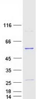 Human SEPT6 / Septin 6 Protein (Recombinant Myc-DDK (Flag))