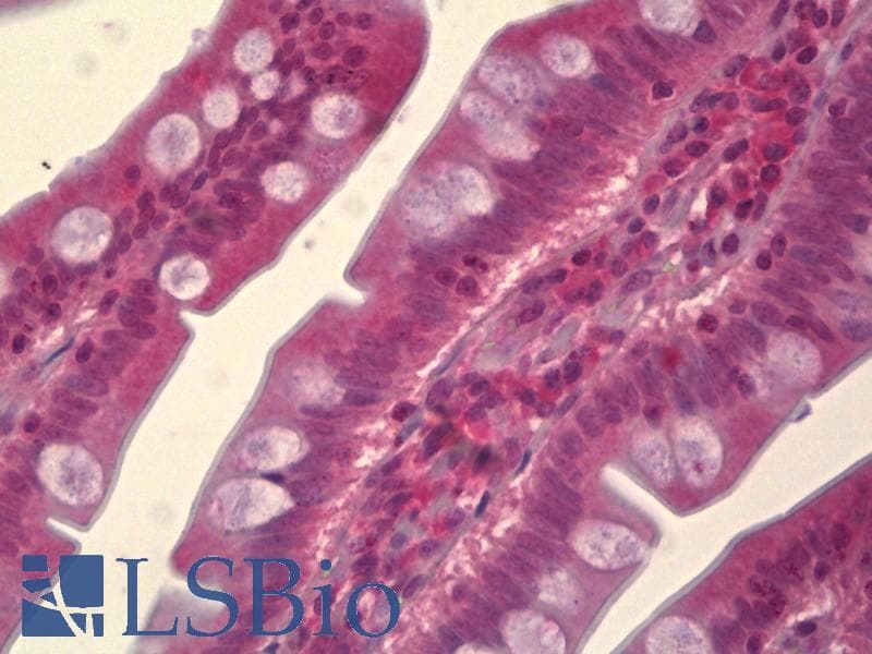 IHC-plus™ Monoclonal Mouse anti-Human MAPK8 / JNK1 Antibody (clone 4H5, IHC, WB)