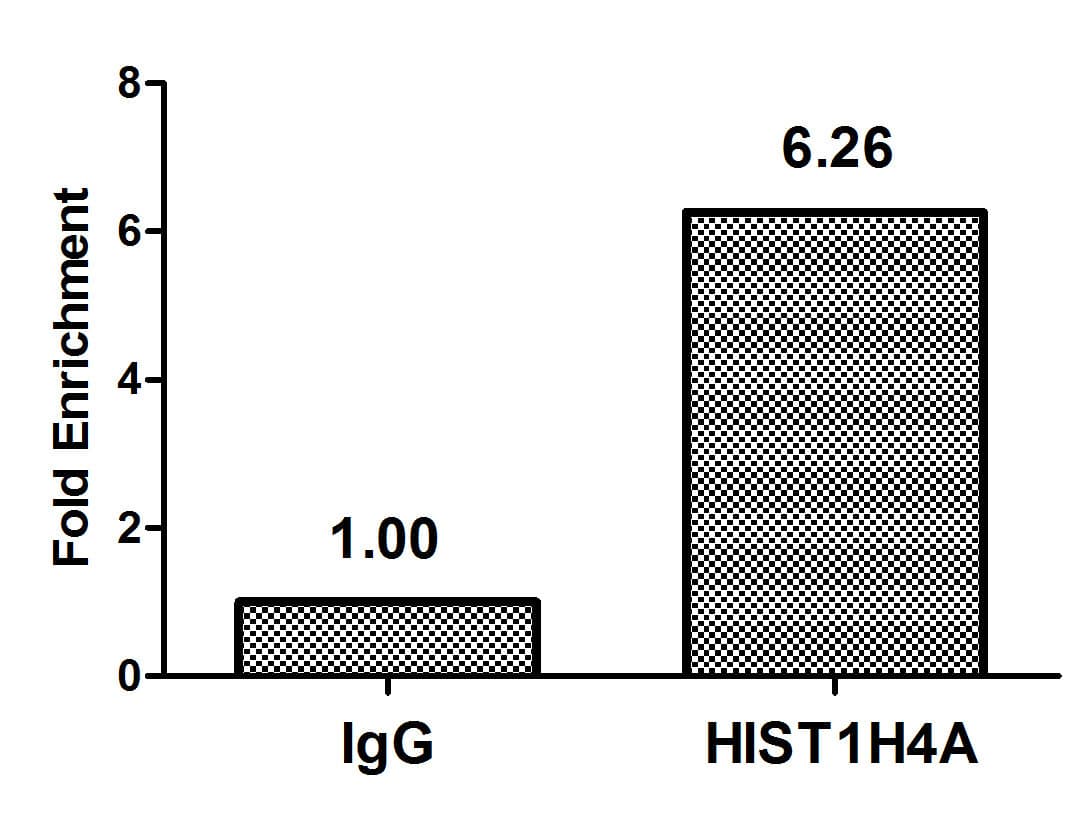 HIST1H4I Antibody