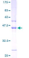 Human C1orf54 Protein (Recombinant GST)