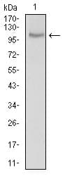NCLN Antibody (aa249-405, clone 1C8B6)