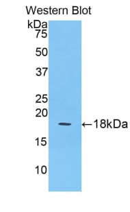 Polyclonal Rabbit anti-Human QSOX1 / QSCN6 Antibody (Biotin, aa37-181, WB)