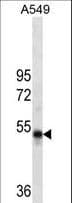 Monoclonal Mouse anti-Human TIP49 / RUVBL1 Antibody (WB)