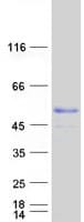 Human MKRN2 Protein (Recombinant Myc-DDK (Flag))