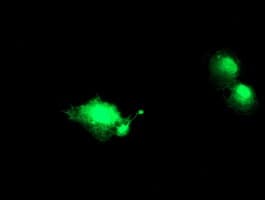 NANP Antibody (clone OTI1G8)