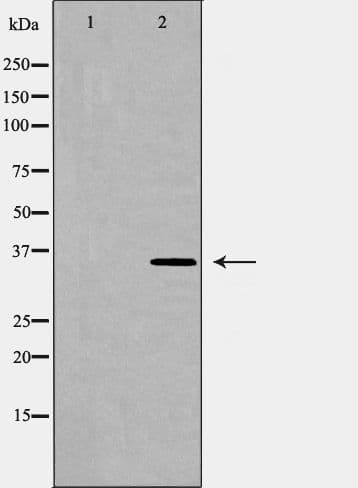 HMOX2 / Heme Oxygenase 2 Antibody