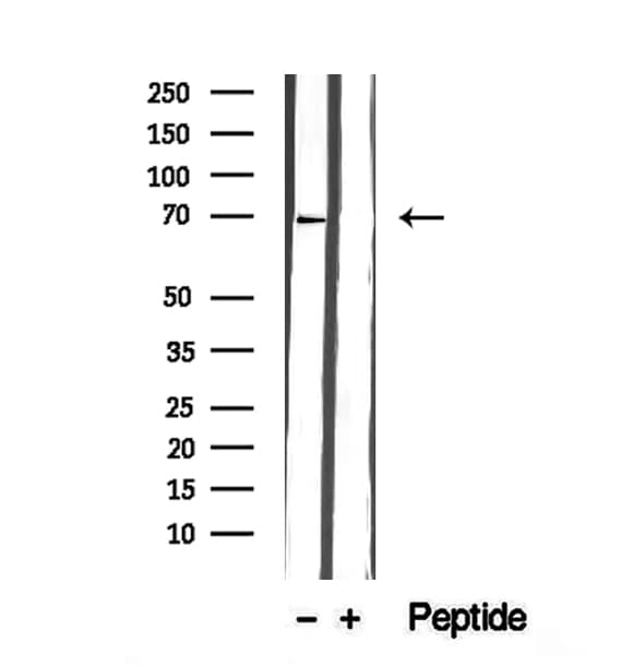 GPD2 Antibody