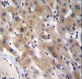 Polyclonal Rabbit anti-Human FGL1 / Hepassocin Antibody (aa218-247, IHC, WB)