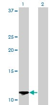 S100A13 Antibody (clone 3A7)