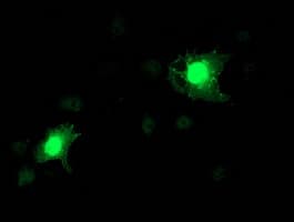 NAPE-PLD Antibody (clone OTI1H4)