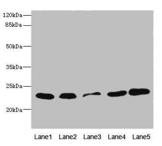 TIM23 Antibody