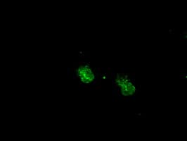 Monoclonal Mouse anti-Human MAPK1 / ERK2 Antibody (clone OTI7C9, IF, WB)