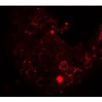 HDAC6 Antibody
