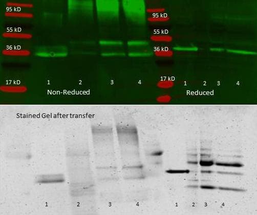 ALDOA / Aldolase A Antibody (Lyophilized, Biotin)