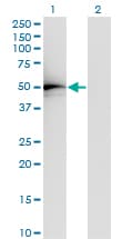 TADA2L / ADA2A Antibody (clone 4A8-1A7)