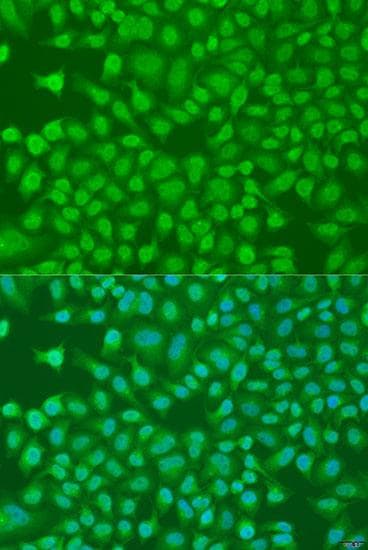 PLEKHA1 Antibody