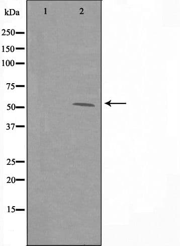 BEND4 Antibody