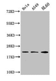 HIST1H1C Antibody
