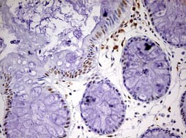 CDCA7L Antibody (aa1-337, clone OTI3B5, Carrier-free)