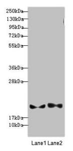 PLDN / Pallidin Antibody