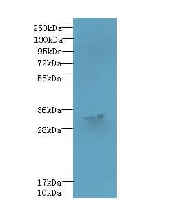 FAM92A1 Antibody