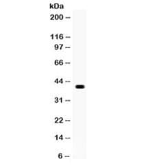 Polyclonal Rabbit anti-Human WNT1 Antibody (WB)