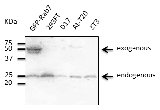 IHC-plus™ RAB7A / RAB7 Antibody (C-Terminus)