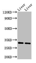 Monoclonal Mouse anti-Human APOA1 / Apolipoprotein A 1 Antibody (IHC, WB)