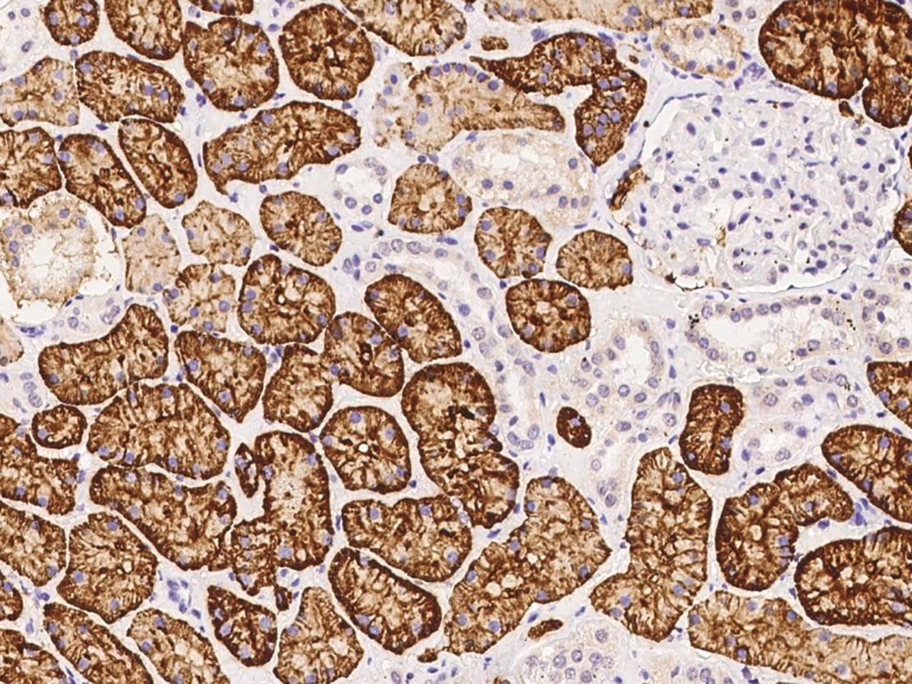 Polyclonal Rabbit anti-Human CD98 Antibody (Preservative Free, aa206-630, IHC, IF, WB)