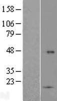TMCO5A Protein (Over-Expression Lysate Myc-DDK (Flag))