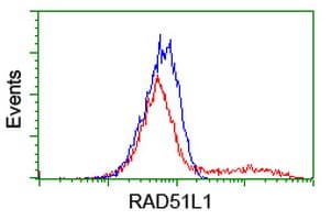 RAD51B Antibody (clone OTI7H4)