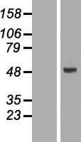 CYP2W1 Protein (Over-Expression Lysate Myc-DDK (Flag))