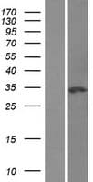 NSMCE1 Protein (Over-Expression Lysate Myc-DDK (Flag))