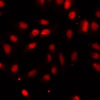 NTMT1 / C9orf32 Antibody