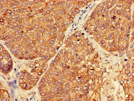 PER3 Antibody