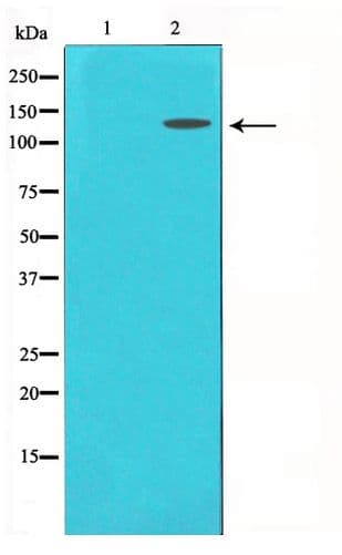 MCM2 Antibody