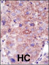 SMURF2 Antibody (aa702-731)