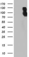 DPP9 Antibody (clone OTI4C10, Carrier-free)