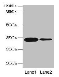 Polyclonal Rabbit anti-Human Osteoglycin / Mimecan Antibody (aa21-298)