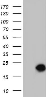 SNX12 Antibody (clone OTI7B3, Carrier-free)