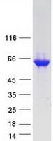 Human DPYSL5 / CRMP5 Protein (Recombinant Myc-DDK (Flag))