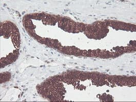 CNDP2 Antibody (clone OTI8A2, Carrier-free)