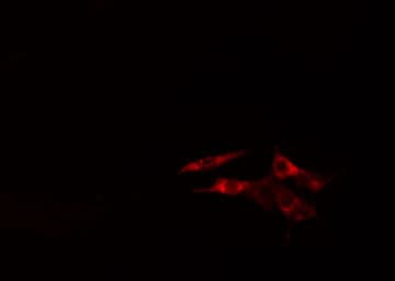 EEF2K Antibody