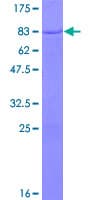 Human TOM1L2 Protein (Recombinant GST)