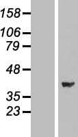 MAPK1 / ERK2 Protein (Over-Expression Lysate Myc-DDK (Flag))