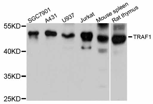 TRAF1 Antibody