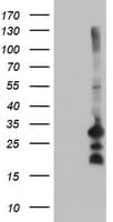 REEP2 Antibody (clone 2B7, Carrier-free)