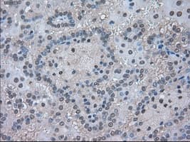 LDHA / LDH1 Antibody (clone OTI5G10)