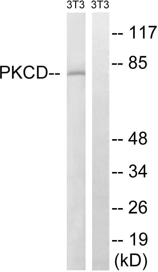 IHC-plus™ PRKCD / PKC-Delta Antibody (aa30-79)