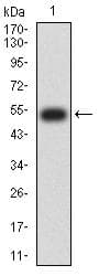 Monoclonal Mouse anti-Human CD275 / B7-H2 / ICOS Ligand Antibody (clone 1G6E1, WB)